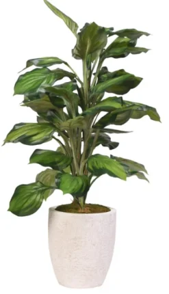 Kirkland's Home Variegated Hosta Plant In Textured Planter- Stems & Bouquets