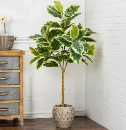 Kirkland's Home Variegated Rubber Tree In Black Pot, 4 Ft.- Trees & Topiaries
