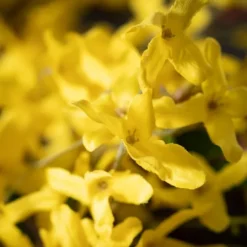 Kirkland's Home Yellow Blooming Forsythia Twig Wreath- Wreaths